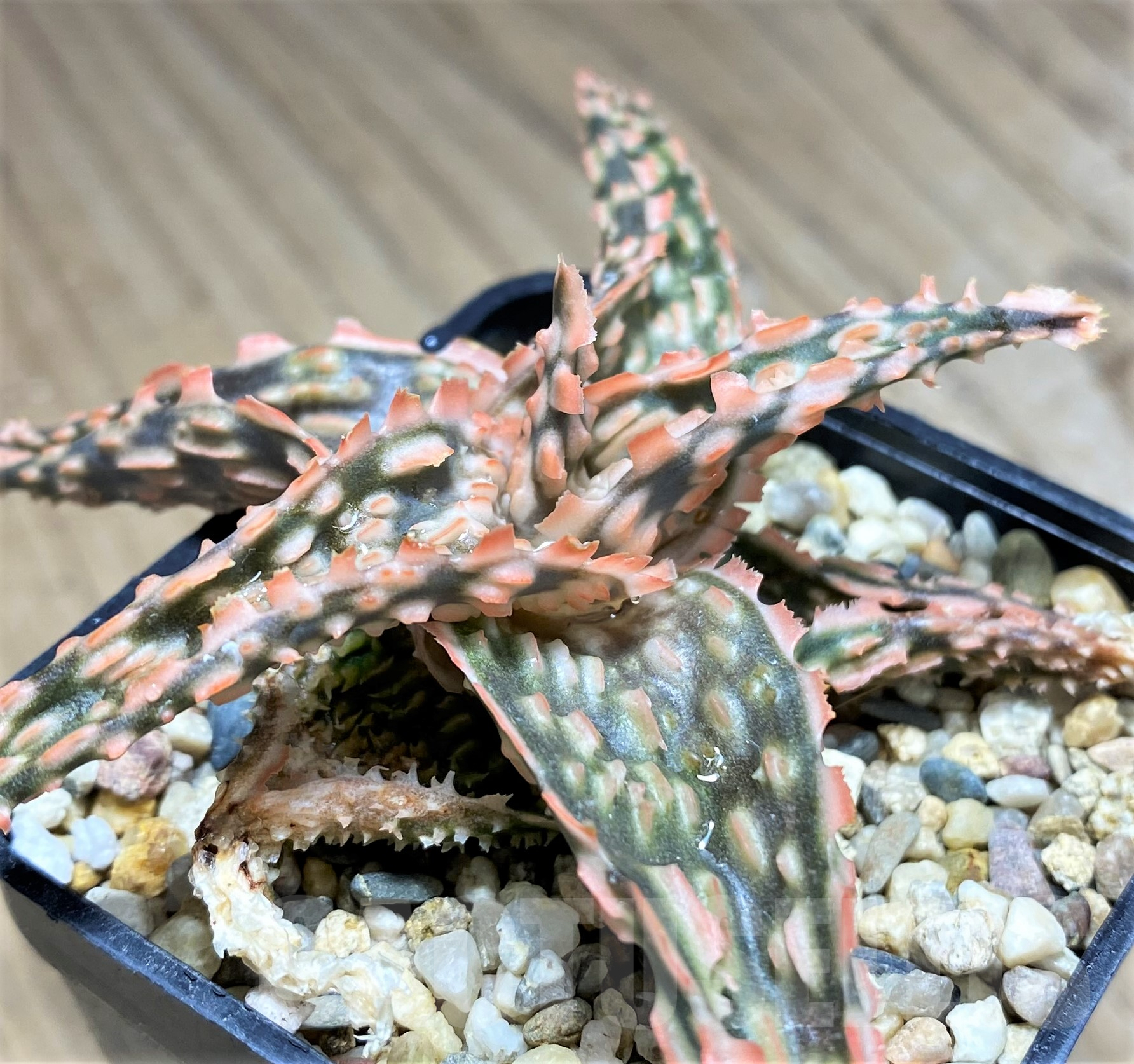SHPR28338 Aloe TCT hybrid