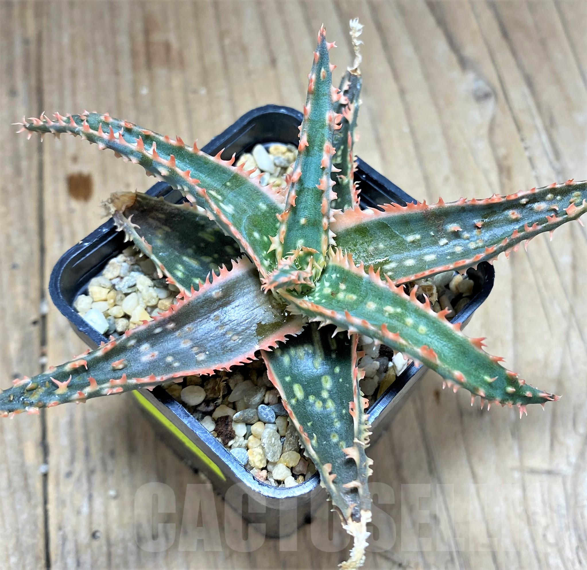SHPR28339 Aloe hybrid – Bild 2