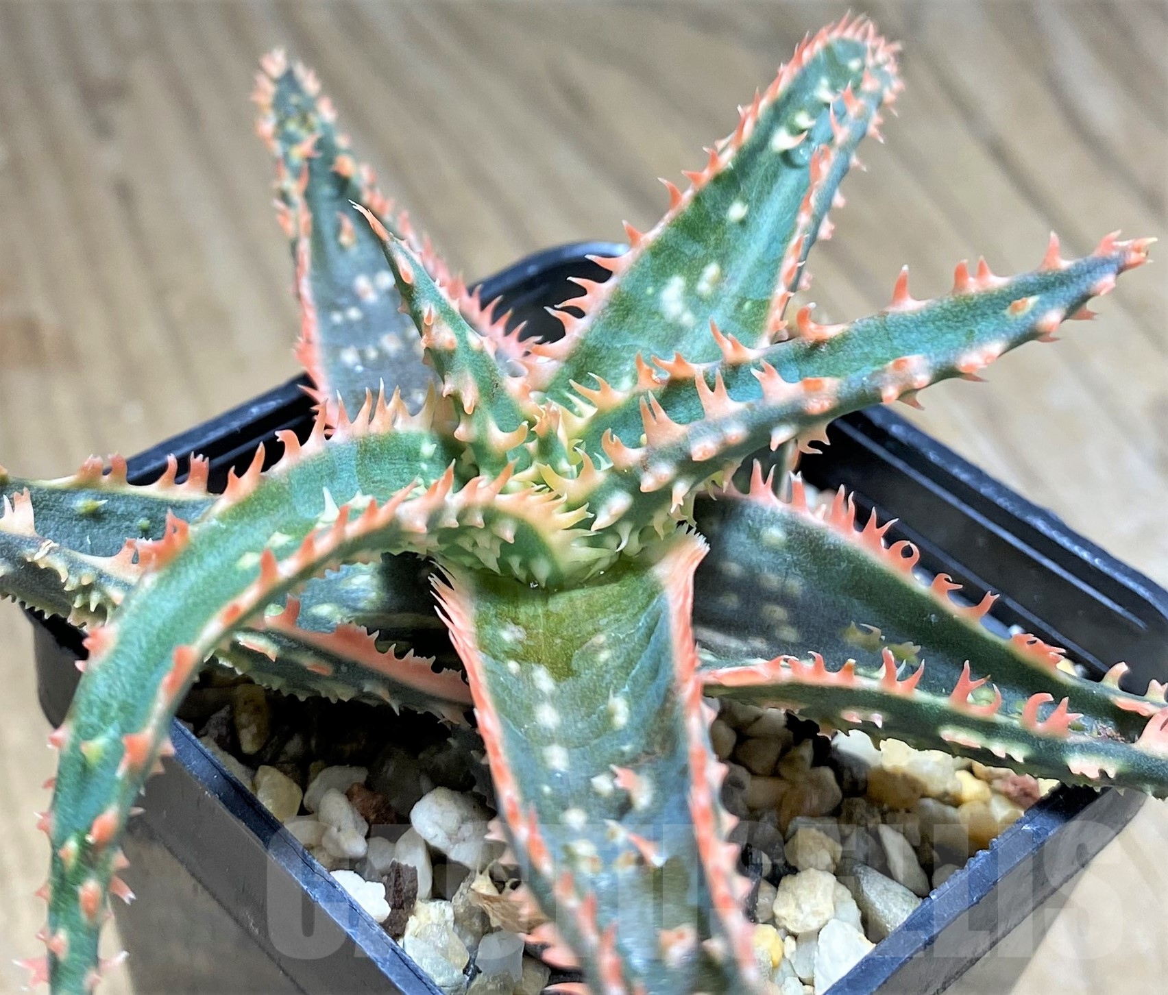 SHPR28339 Aloe hybrid