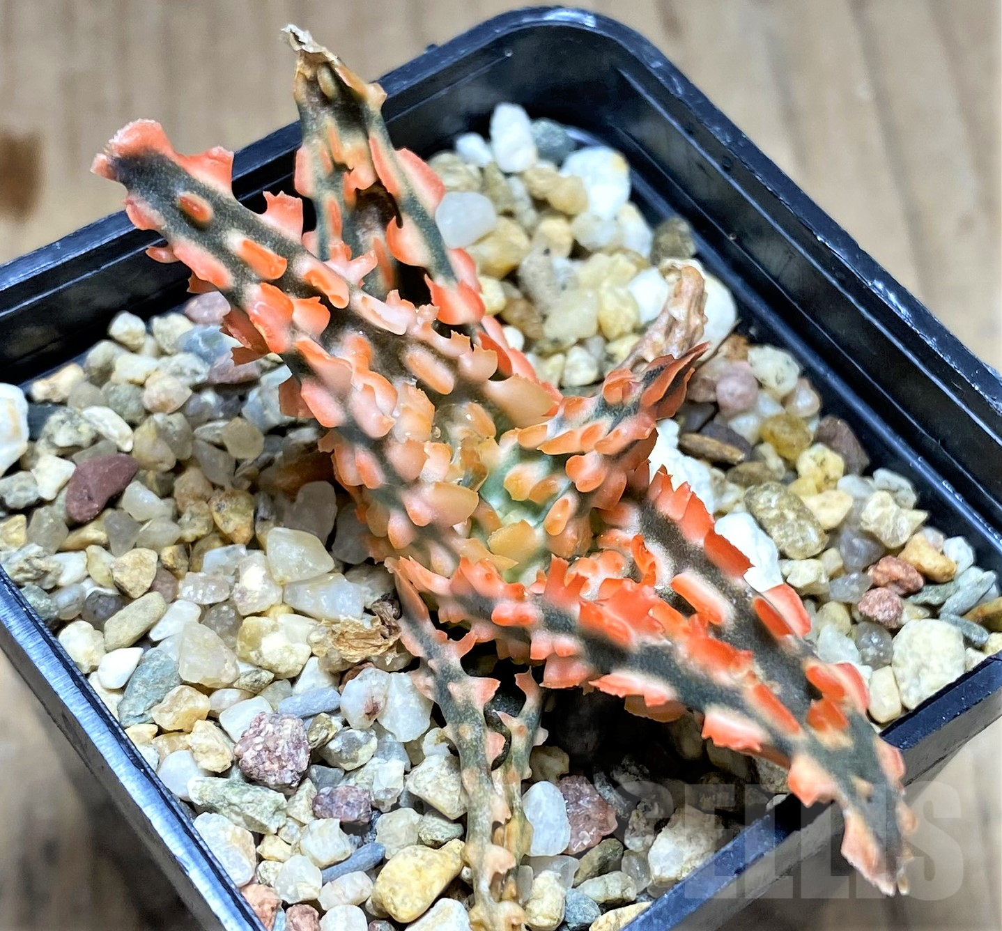 SHPR28341 Aloe TCT hybrid – Bild 2