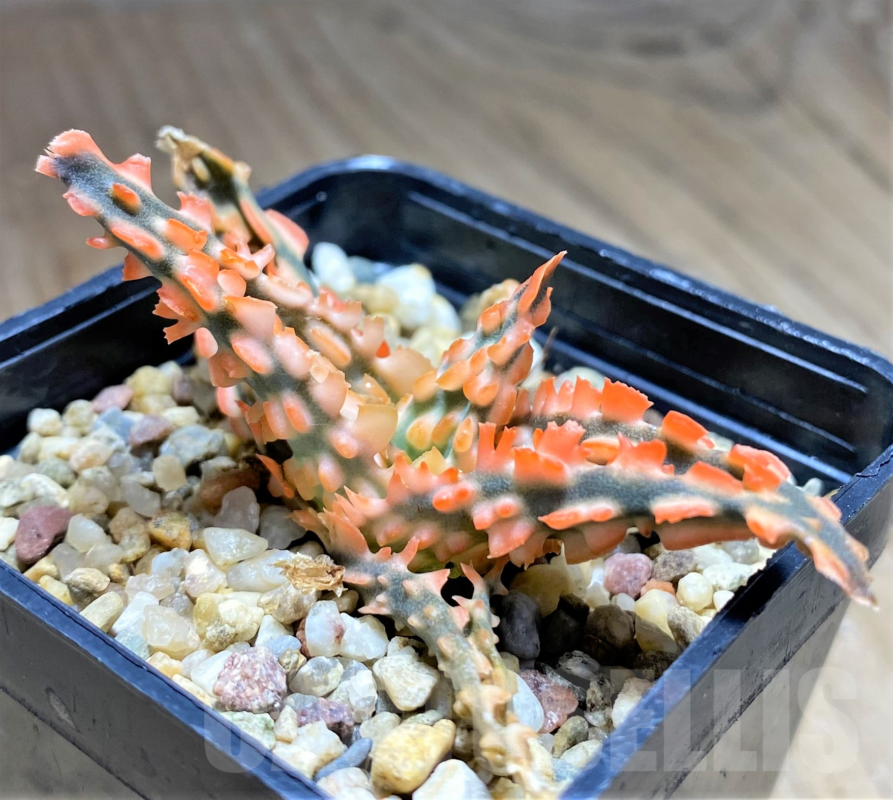 SHPR28341 Aloe TCT hybrid