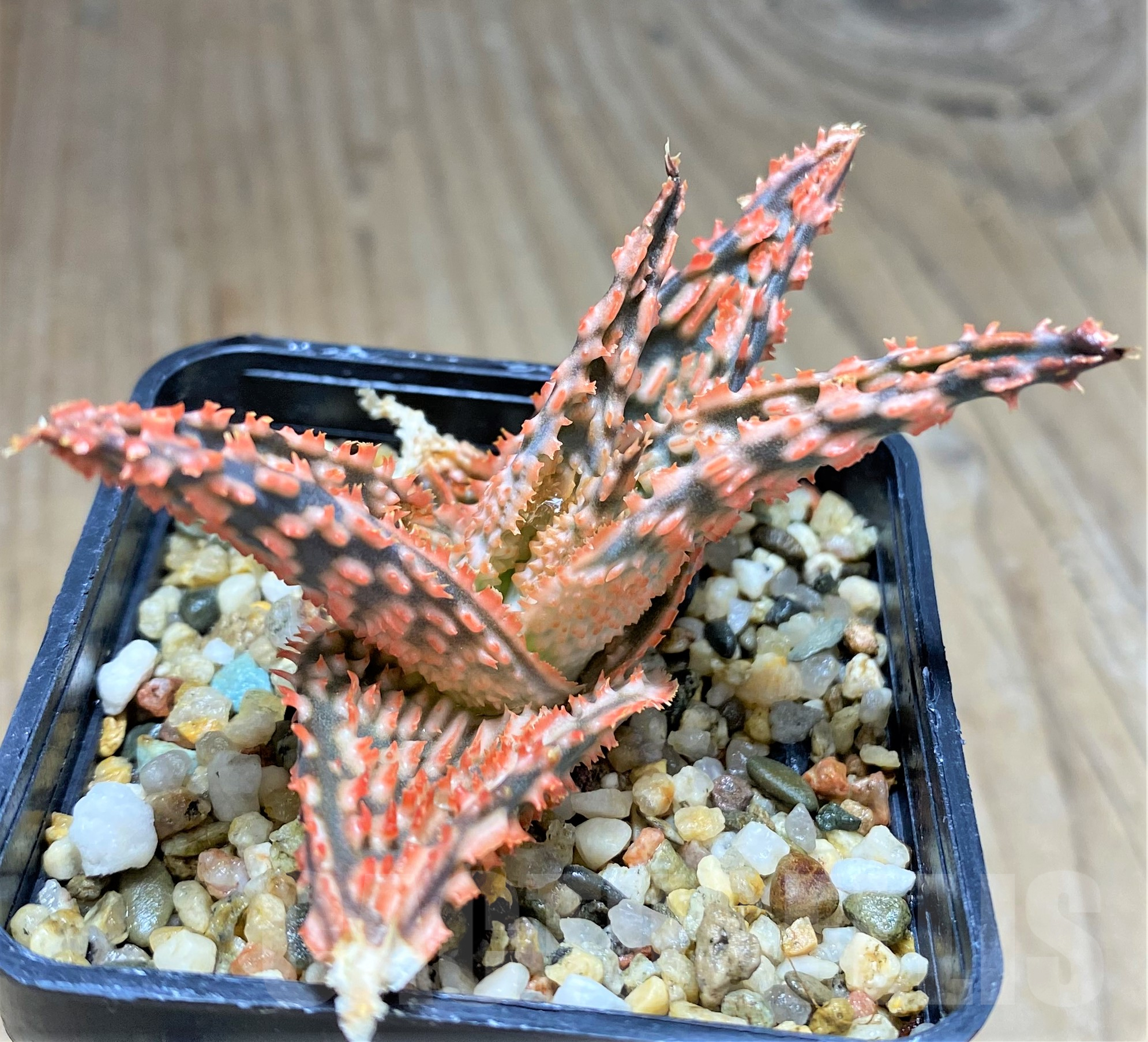 SHPR28354 Aloe hybrid