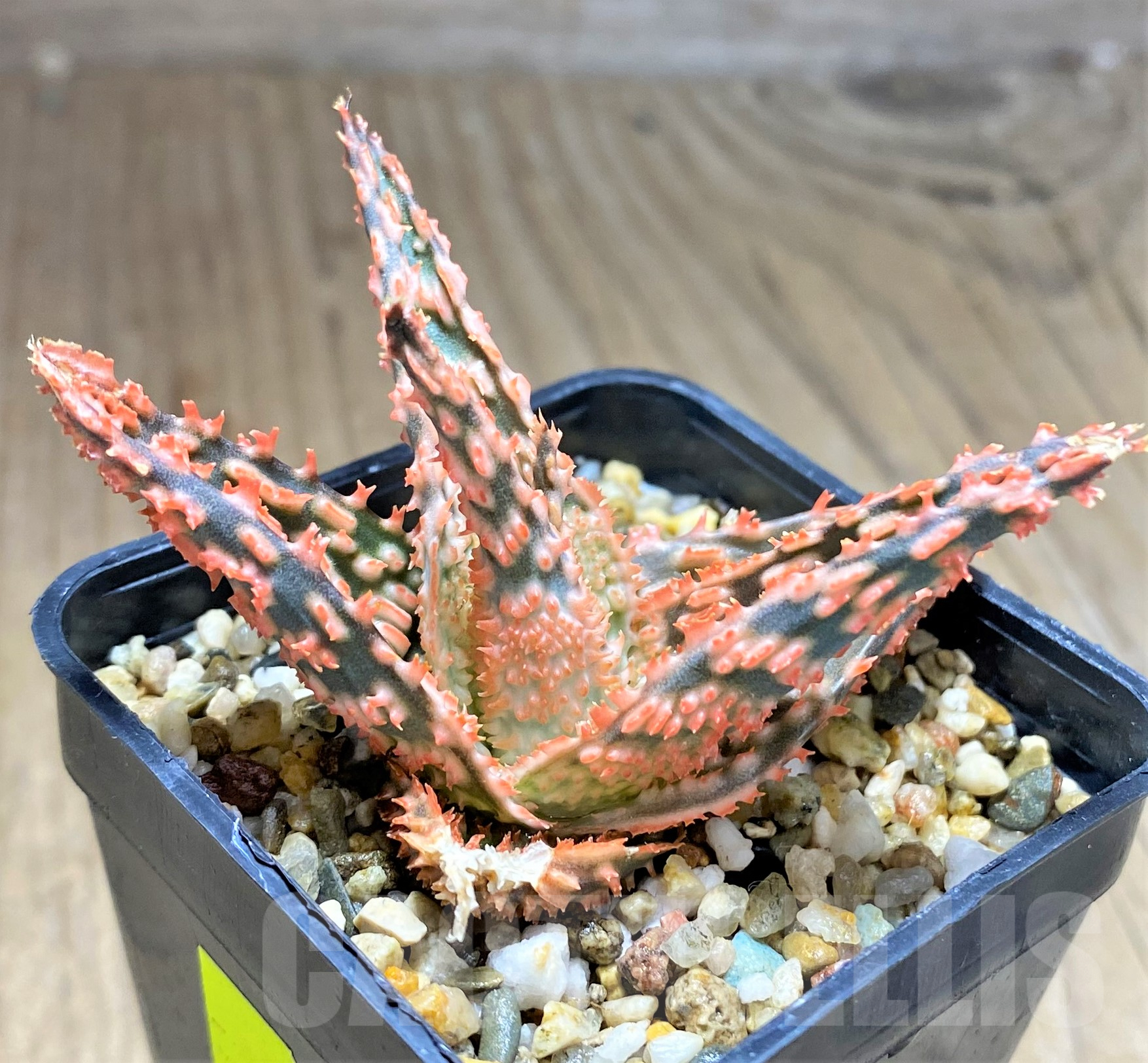 SHPR28354 Aloe hybrid – Bild 2