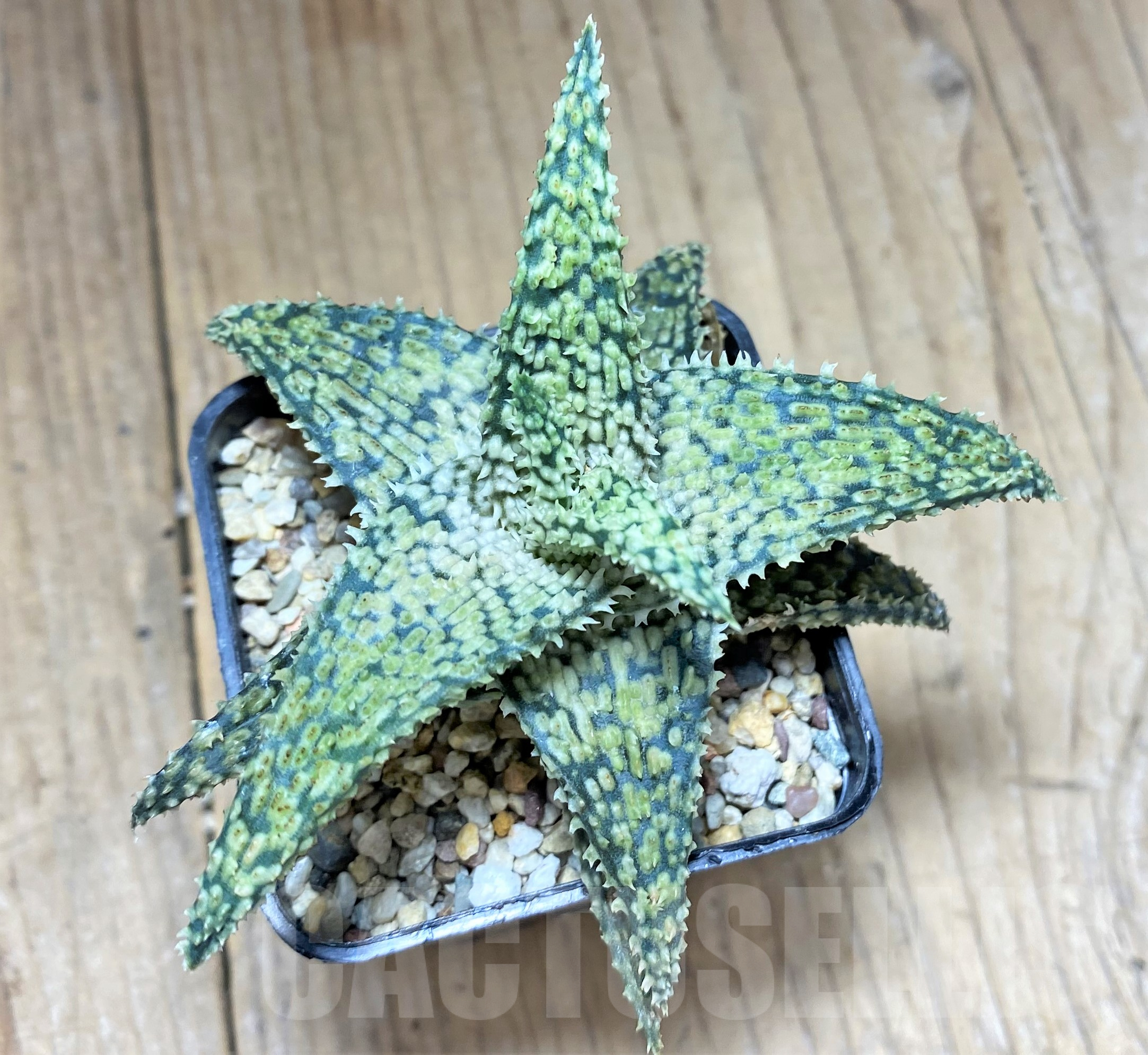 SHPR28355 Aloe hybrid - 画像 (2)