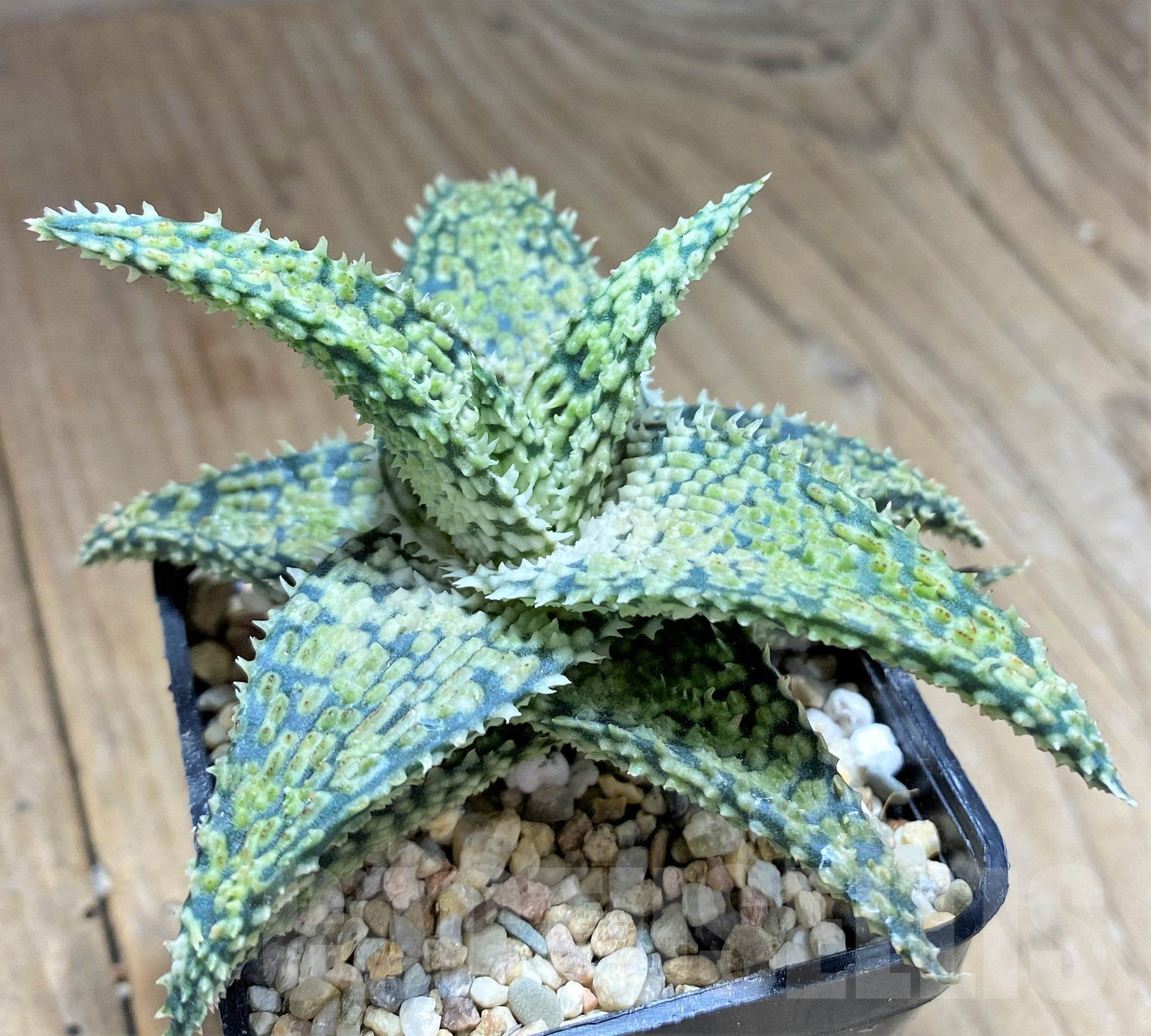 SHPR28355 Aloe hybrid