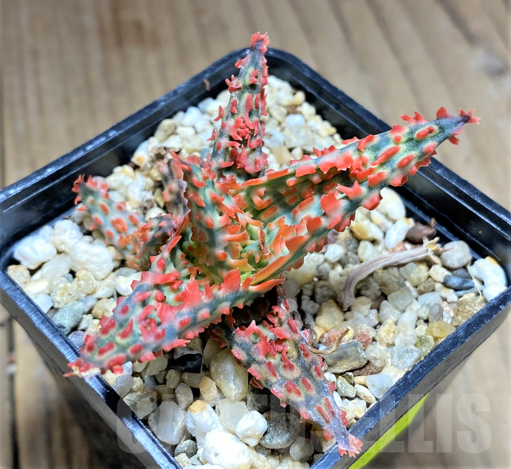 SHPR28356 Aloe TCT hybrid - Image 2