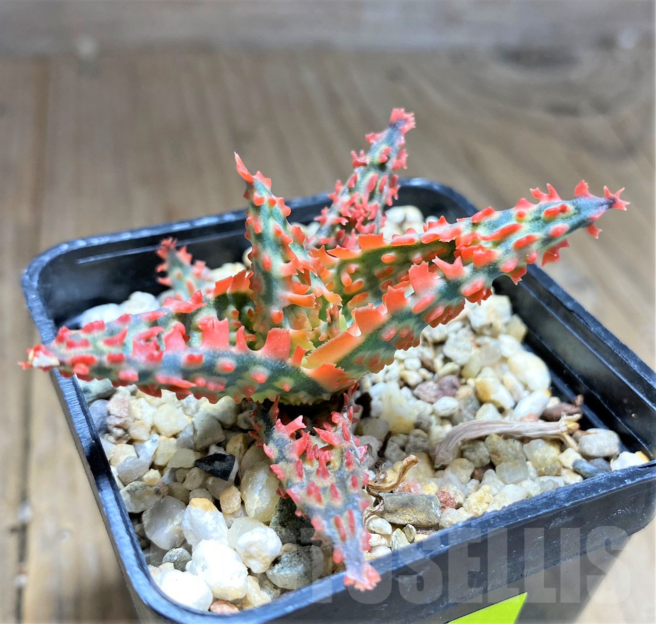 SHPR28356 Aloe TCT hybrid