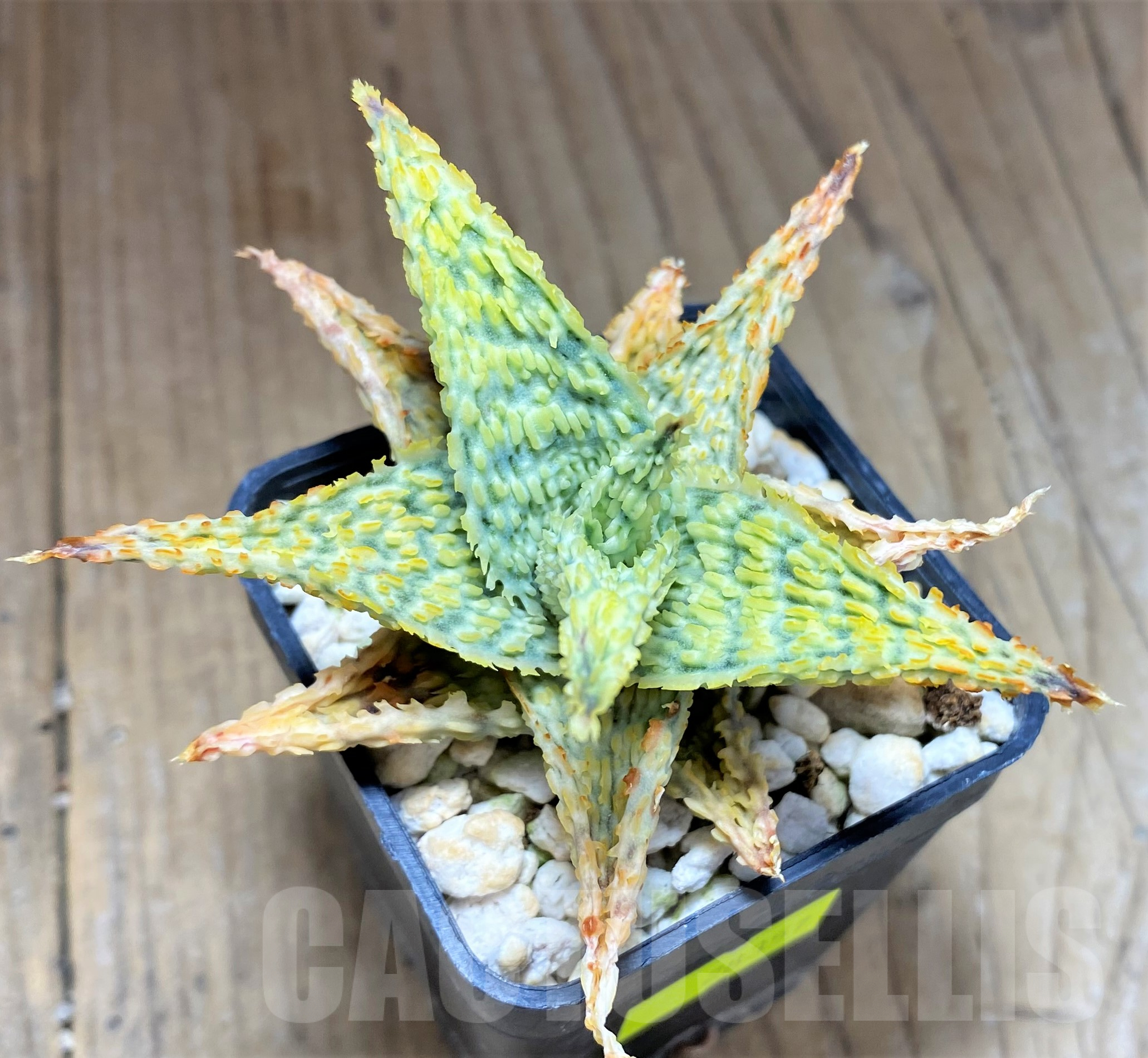 SHPR28357 Aloe hybrid - Obrázek 2