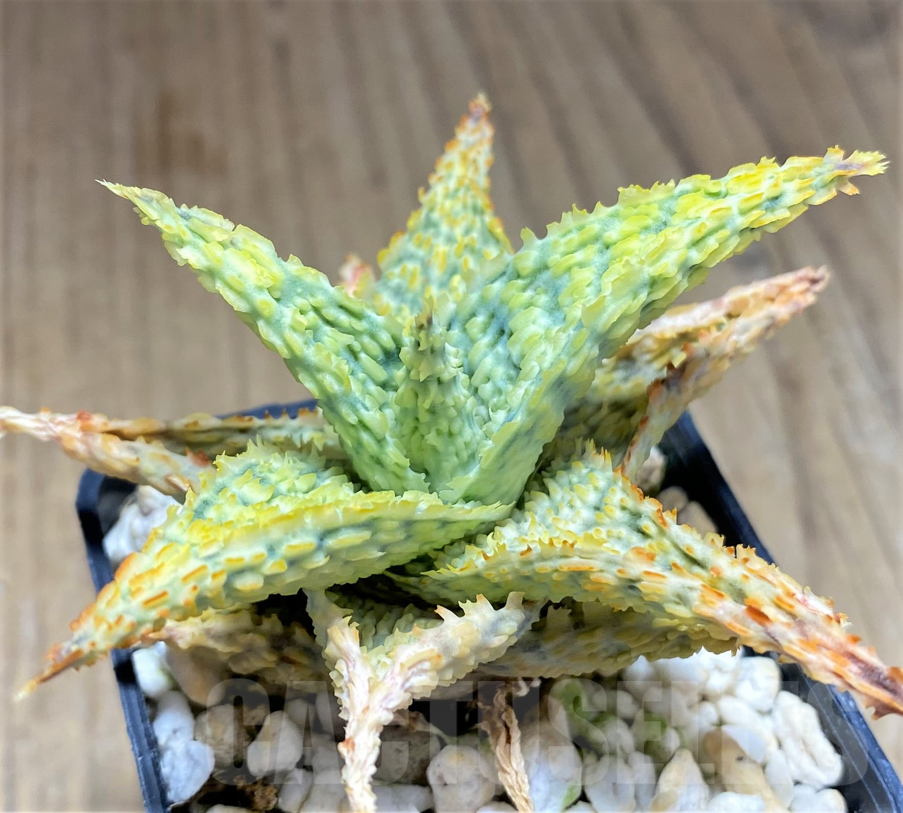 SHPR28357 Aloe hybrid