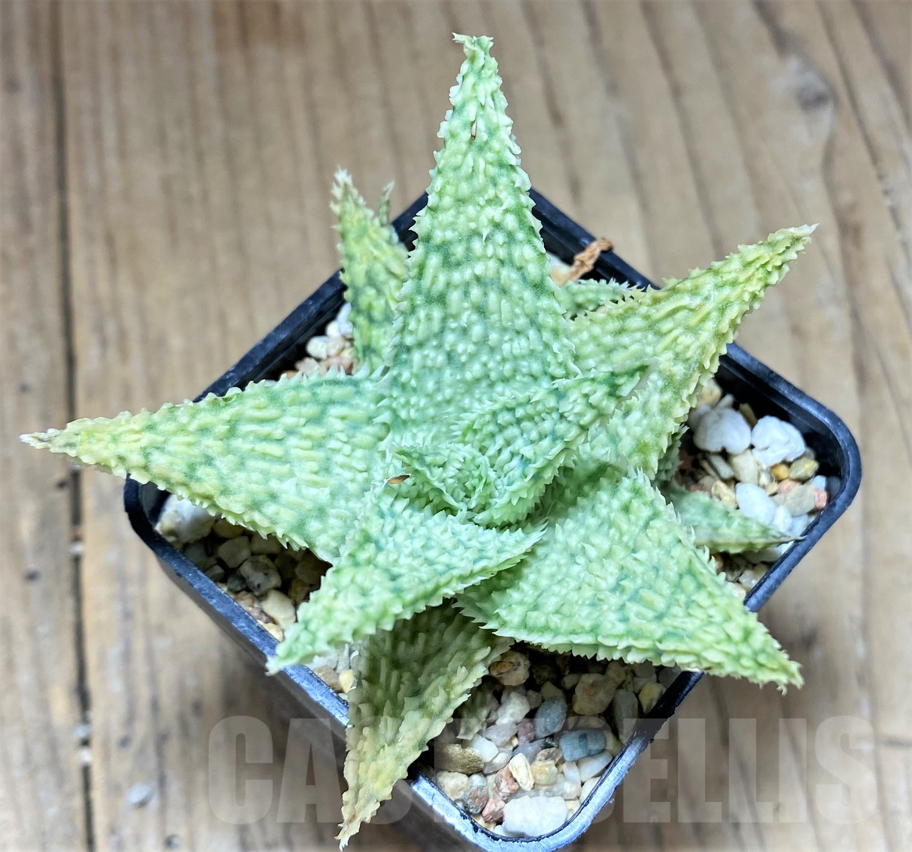 SHPR28359 Aloe hybrid - immagine 2