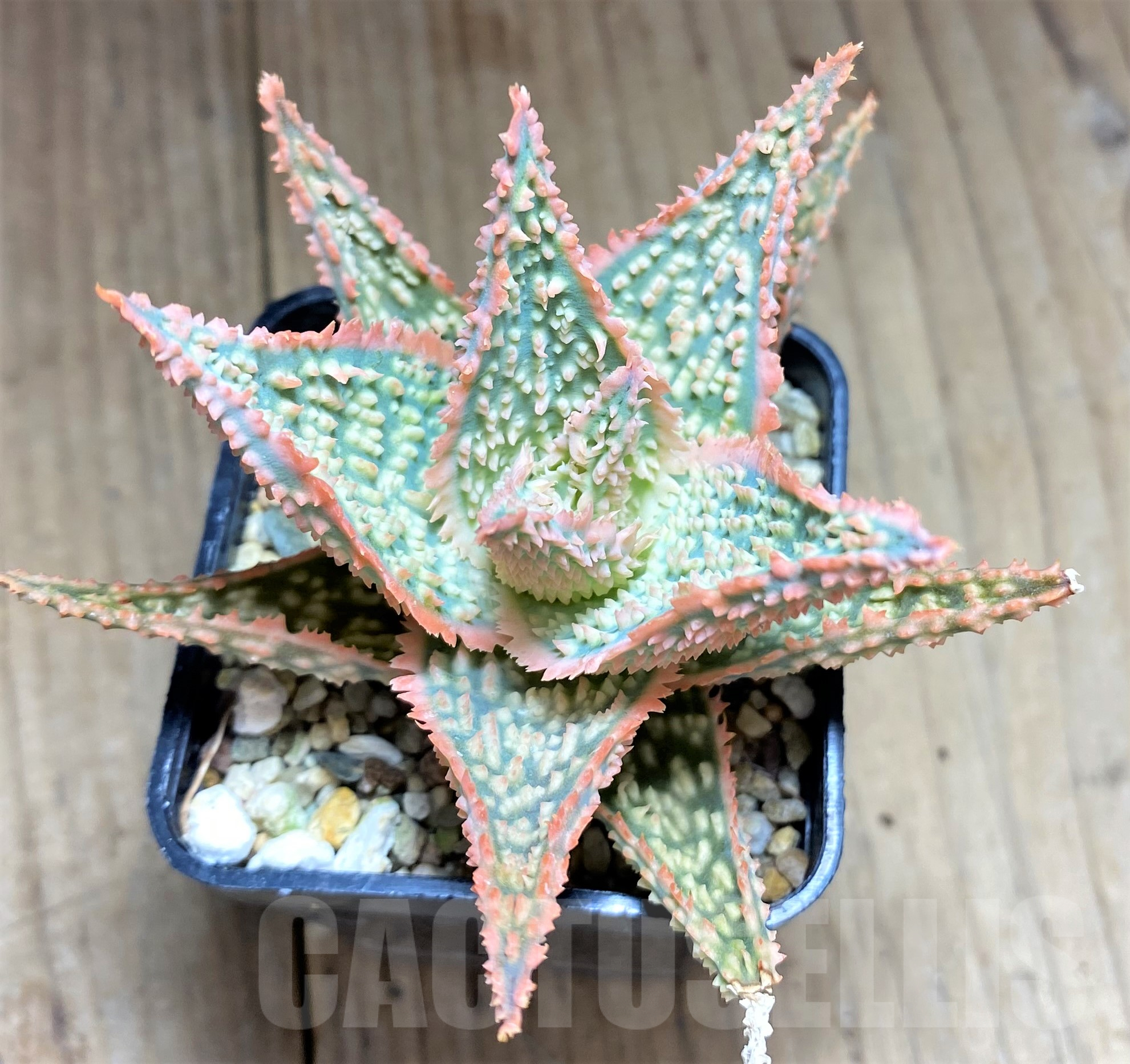 SHPR28360 Aloe hybrid - 画像 (2)
