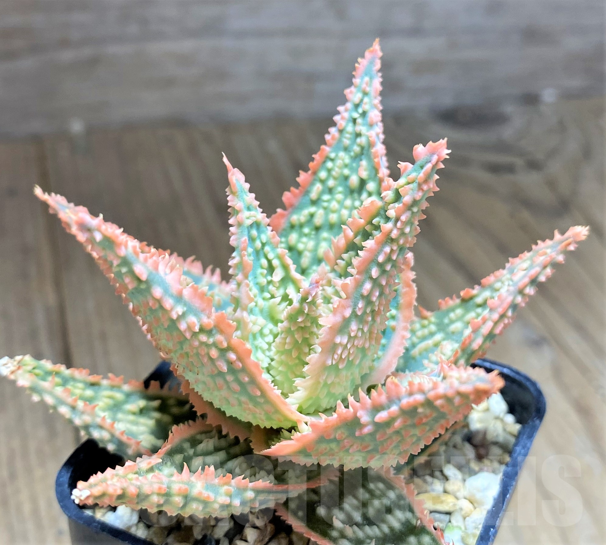 SHPR28360 Aloe hybrid