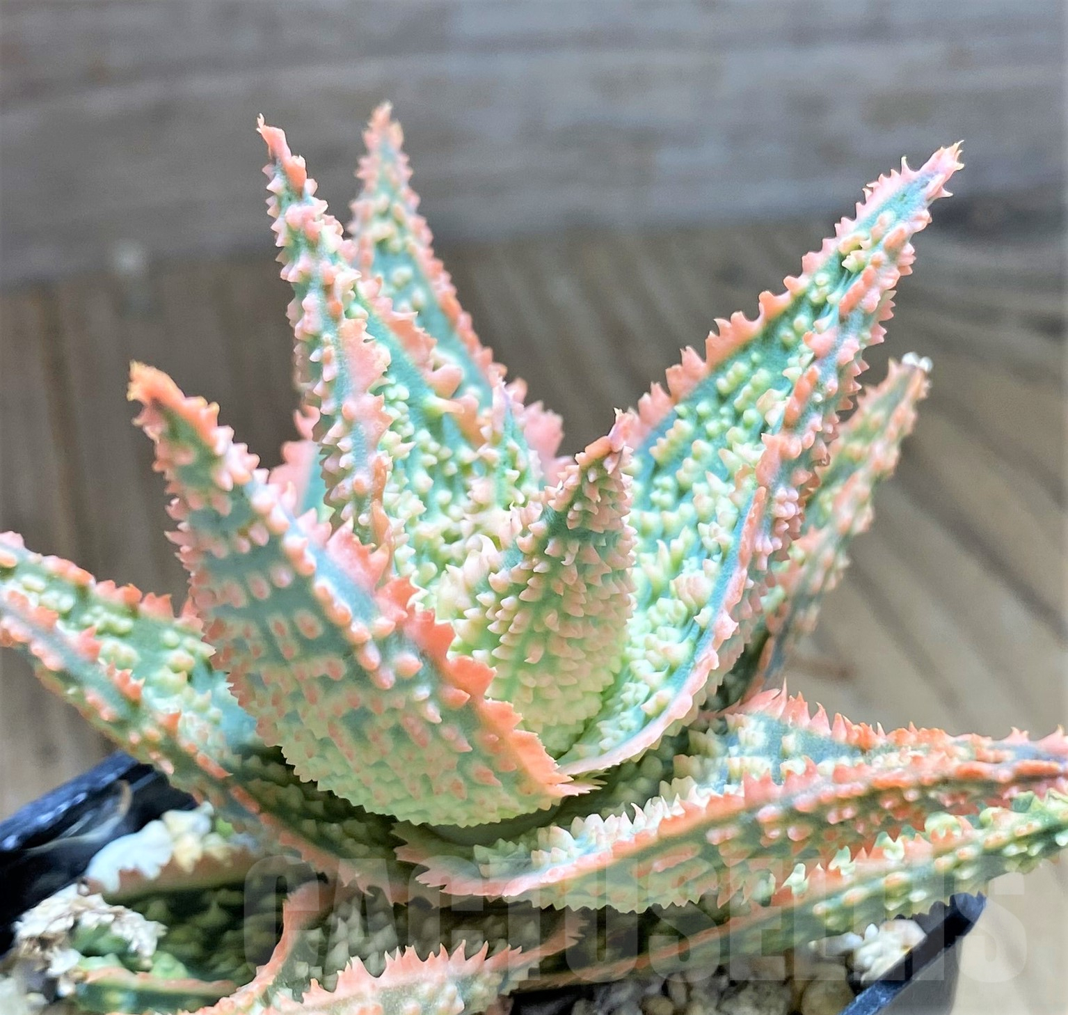 SHPR28360 Aloe hybrid - 画像 (3)