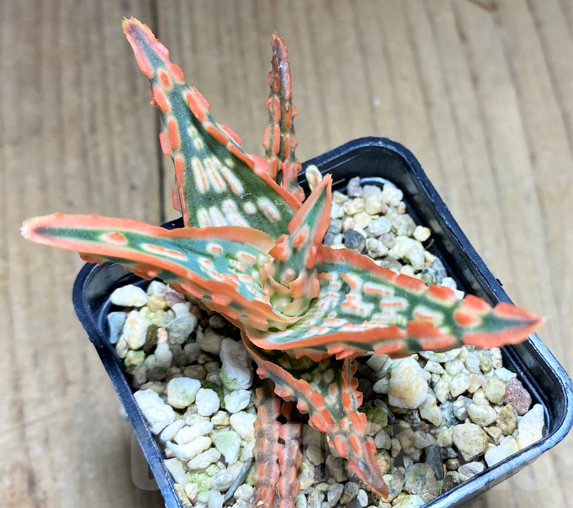 SHPR28362 Aloe TCT hybrid - 画像 (2)