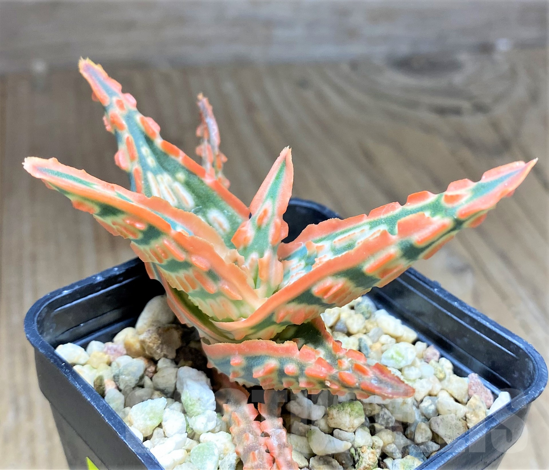 SHPR28362 Aloe TCT hybrid