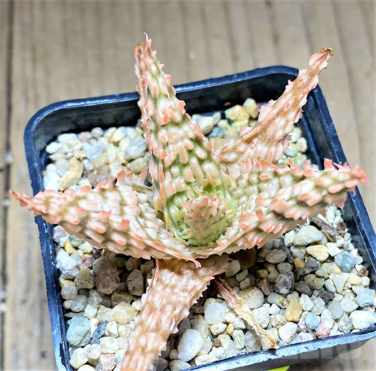 SHPR28363 Aloe hybrid - Image 2