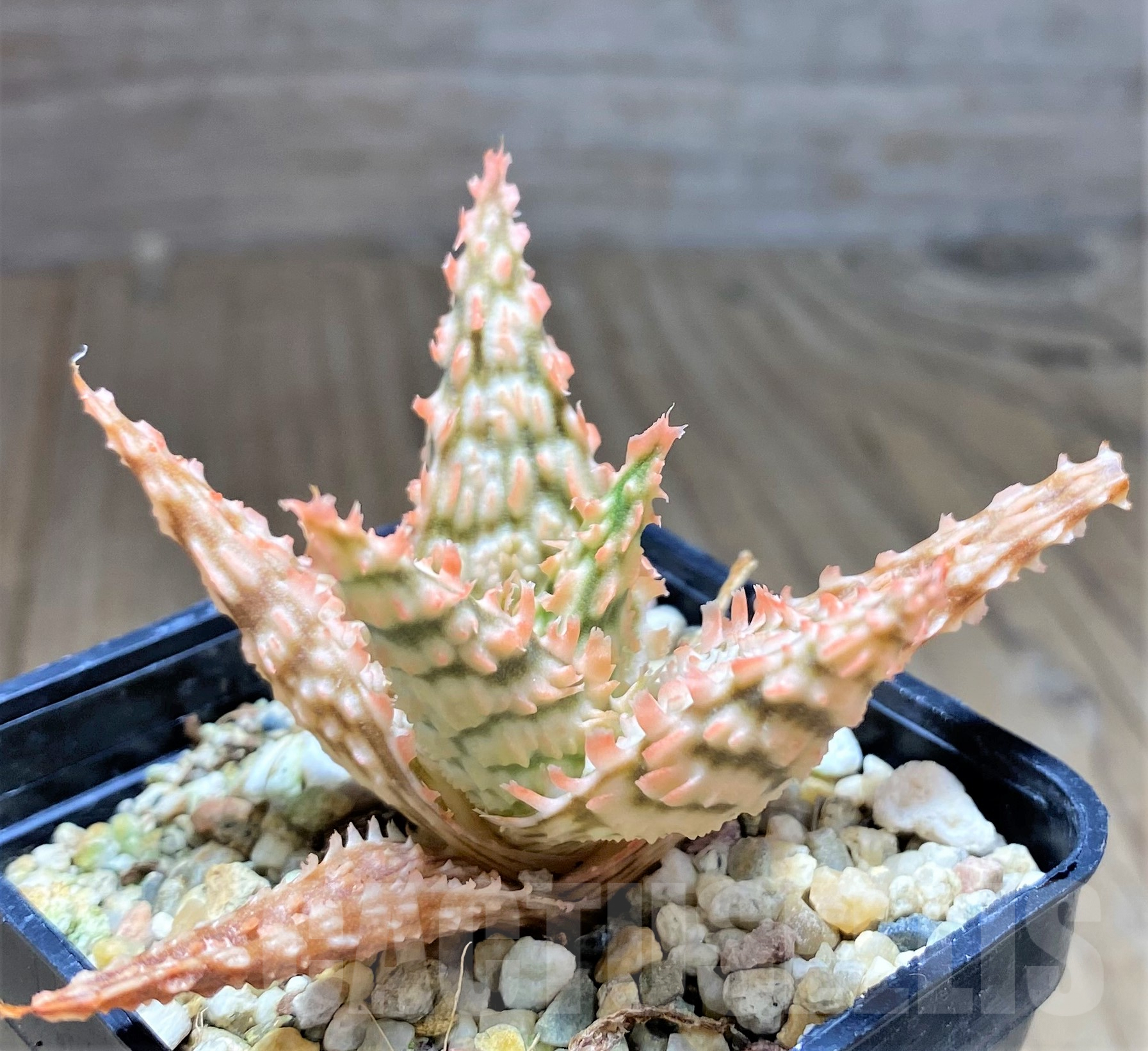 SHPR28363 Aloe hybrid