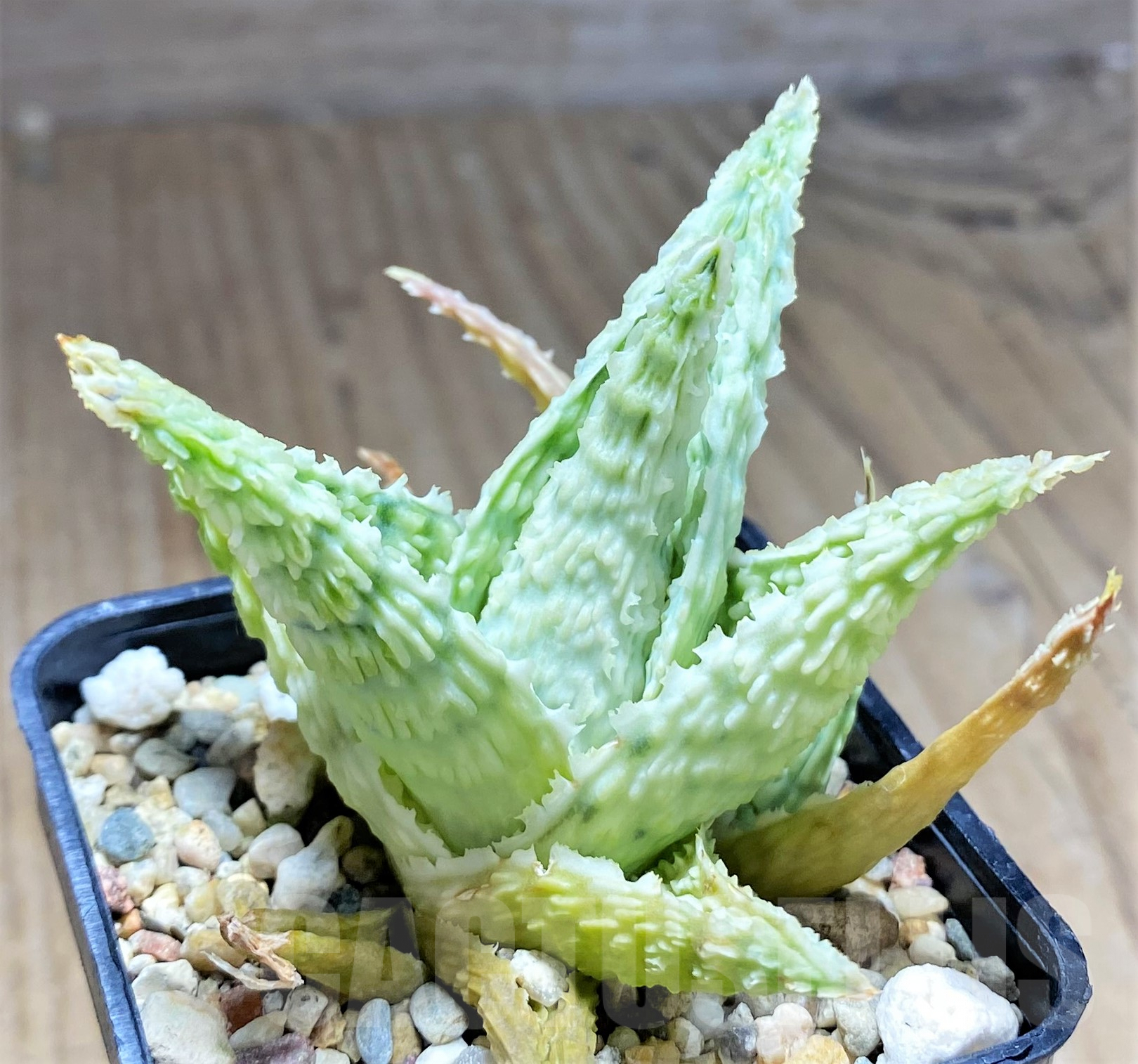 SHPR28364 Aloe hybrid - Image 2