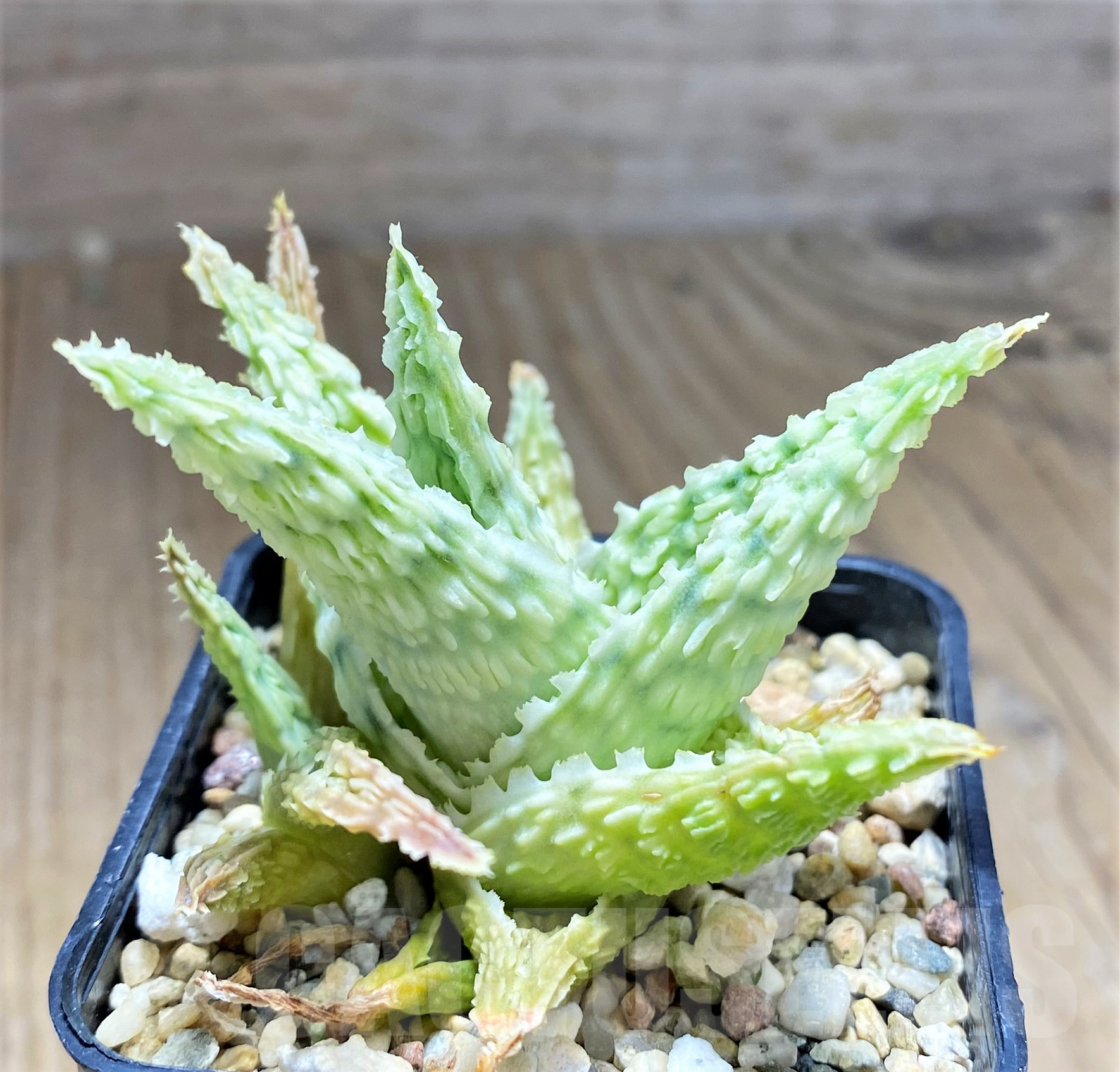 SHPR28364 Aloe hybrid