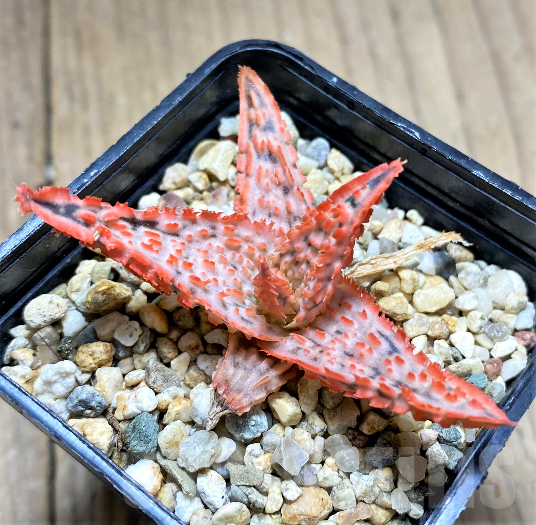 SHPR28365 Aloe TCT hybrid - Image 2