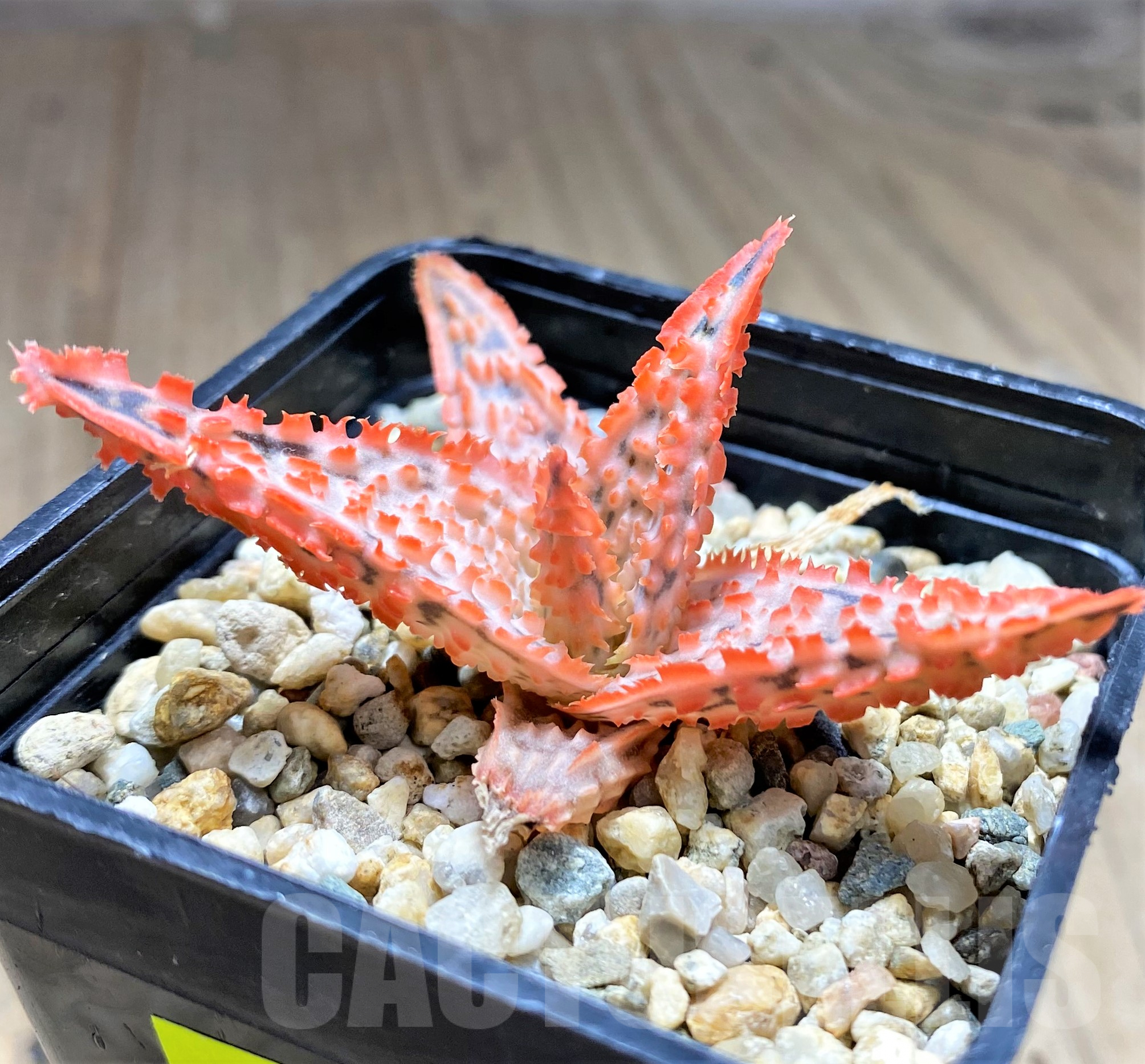 SHPR28365 Aloe TCT hybrid