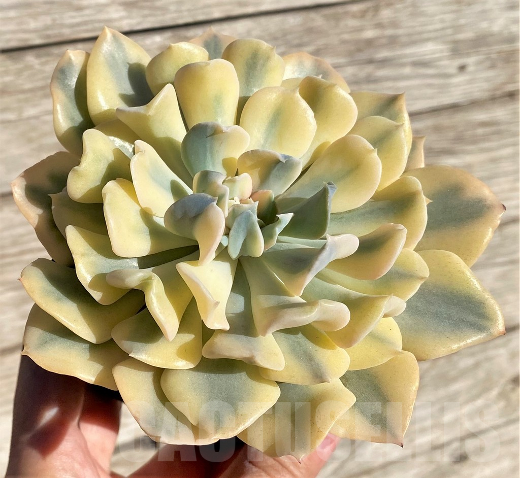 SHPR26618 Echeveria 'Liberia' f. variegata