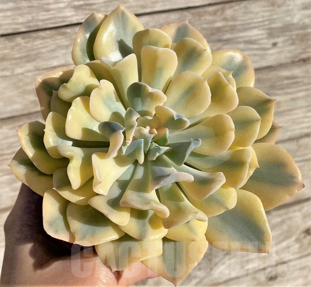 SHPR26618 Echeveria 'Liberia' f. variegata - Image 2