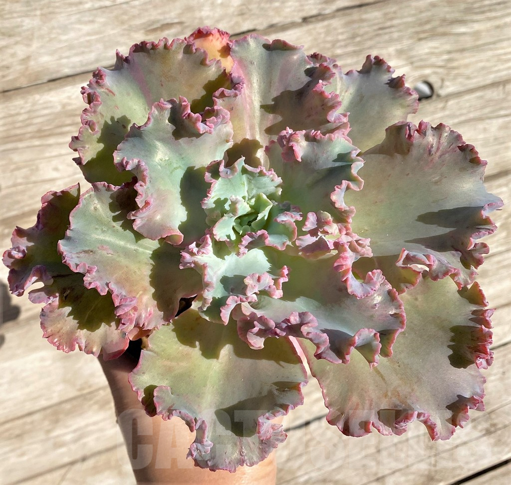 SHPR22402 Echeveria ‘Chantilly’