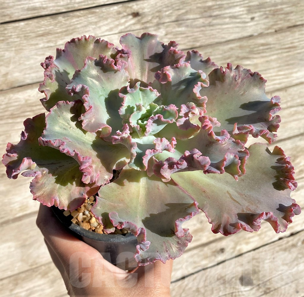 SHPR22402 Echeveria ‘Chantilly’ - Image 2