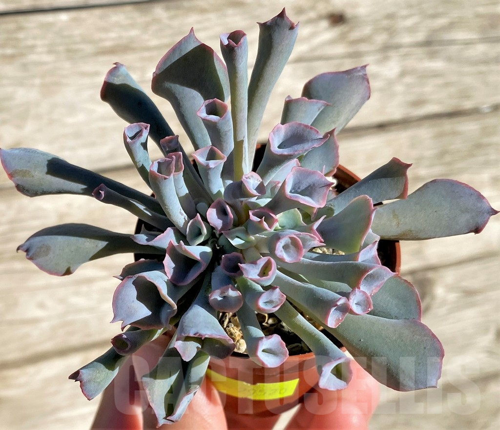 SHPR29520 Echeveria 'Trumpet'