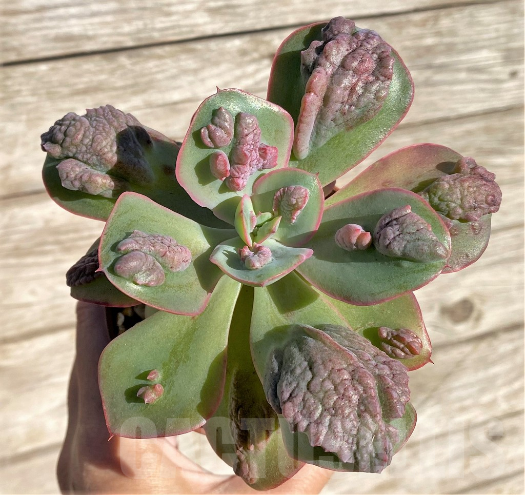 SHPR28124 Echeveria ‘Baron Bold’ - Зображення 2