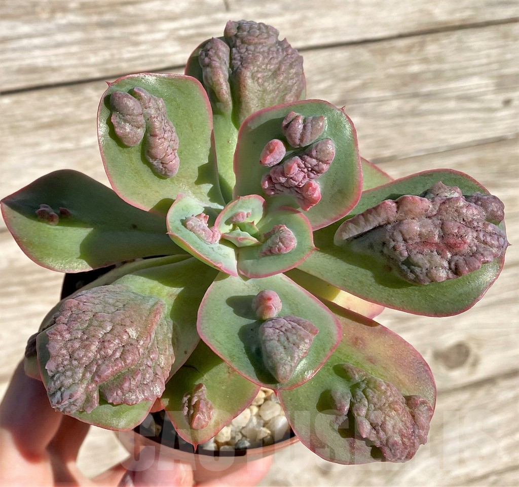 SHPR28124 Echeveria ‘Baron Bold’
