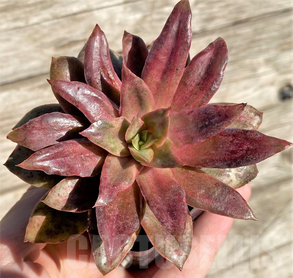 SHPR24188 Echeveria 'Yamato-mo-nai' f. variegata