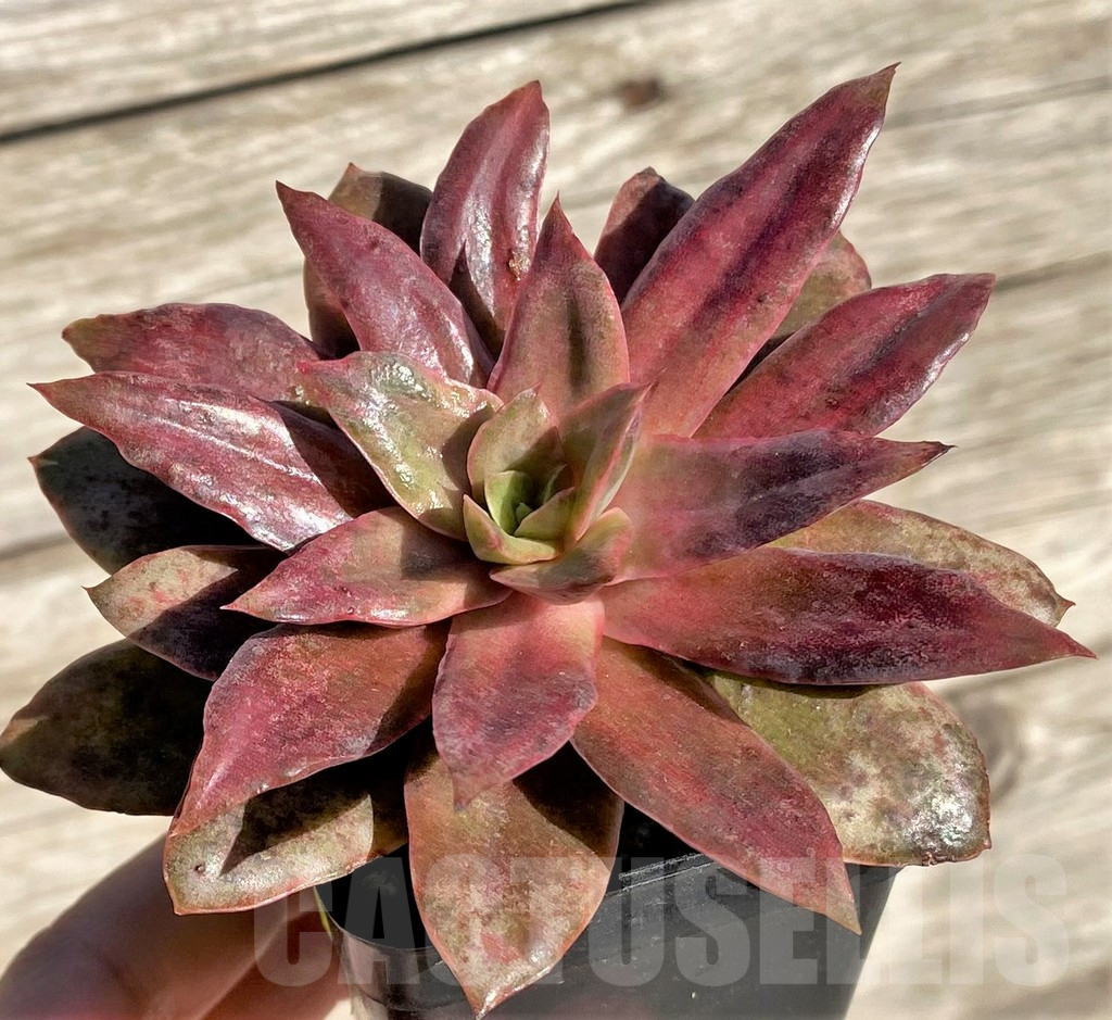 SHPR24188 Echeveria 'Yamato-mo-nai' f. variegata - Image 2