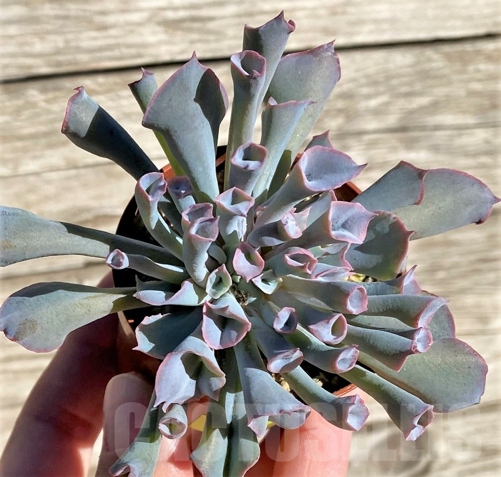 SHPR29520 Echeveria 'Trumpet' - immagine 2