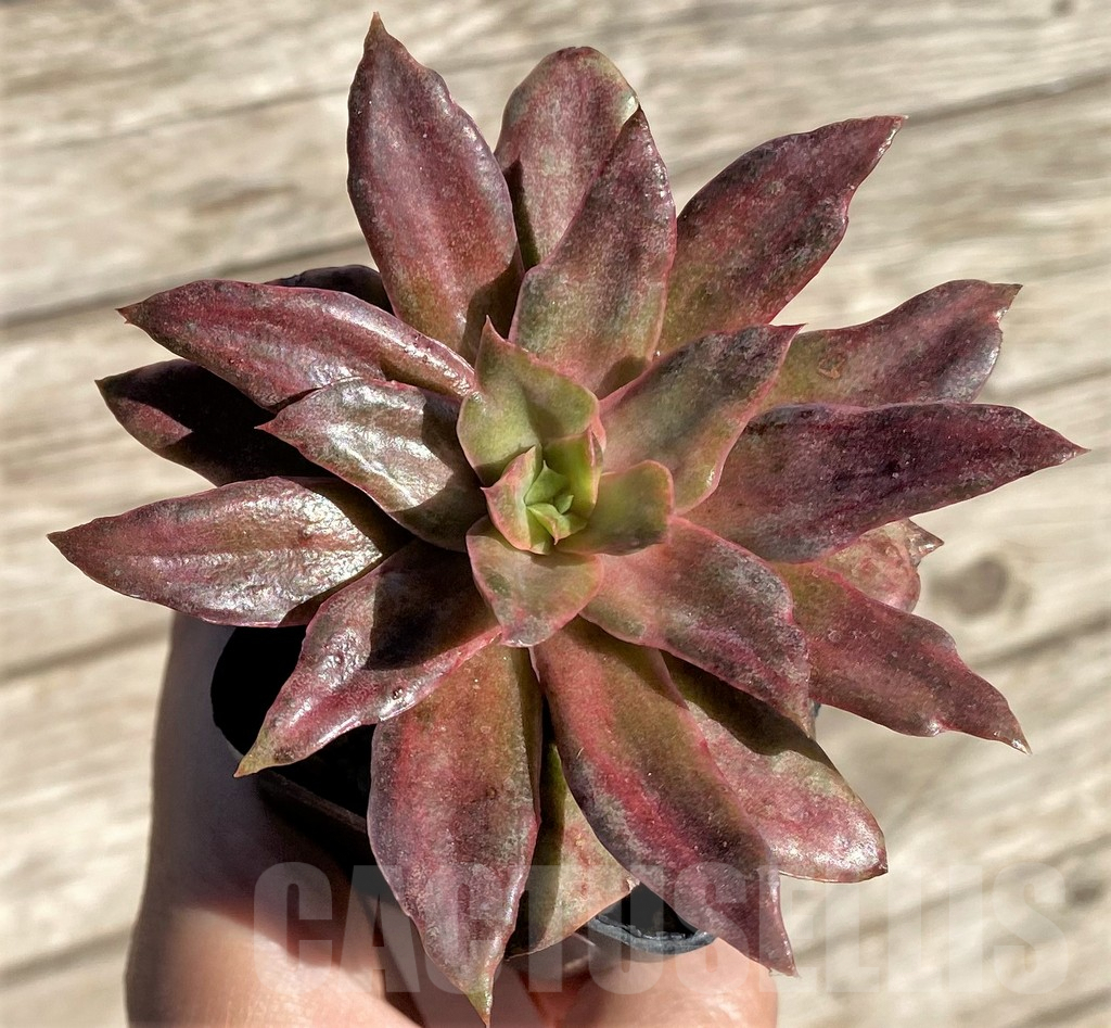 SHPR24187 Echeveria 'Yamato-mo-nai' f. variegata