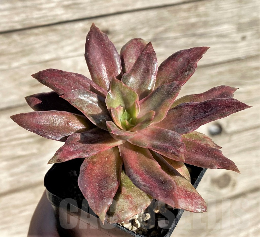 SHPR24187 Echeveria 'Yamato-mo-nai' f. variegata - Image 2