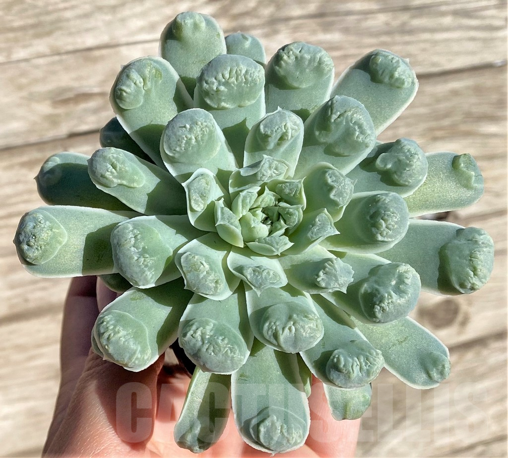 SHPR27737 Echeveria elegans ‘Rose with bomps’