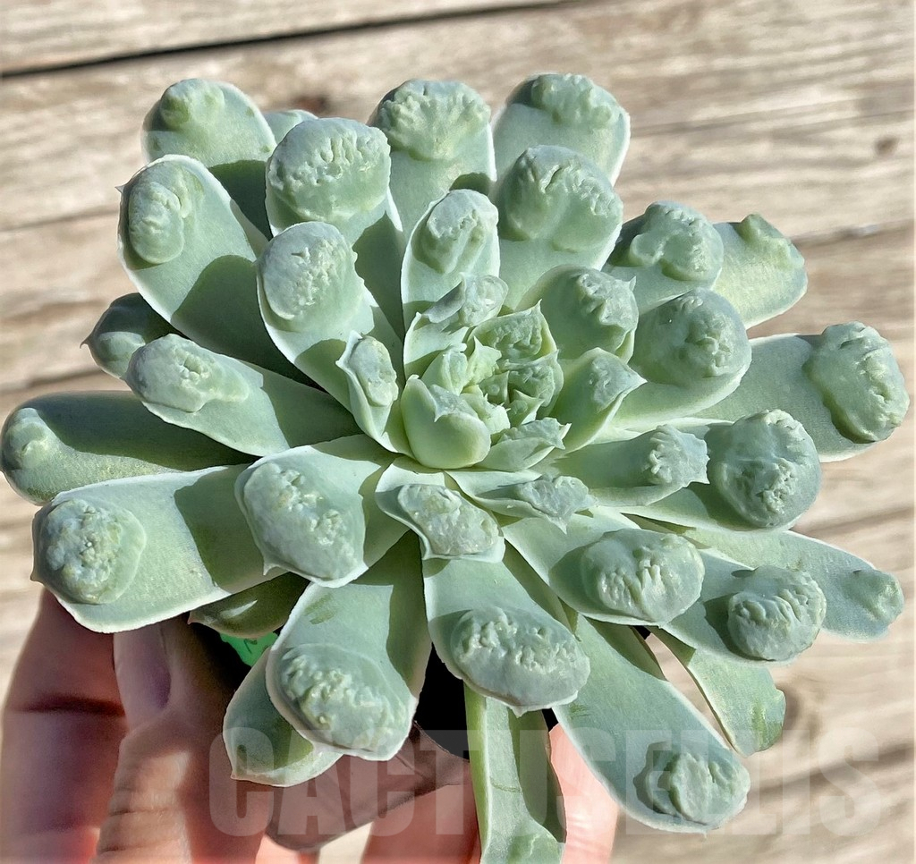 SHPR27737 Echeveria elegans ‘Rose with bomps’ - immagine 2