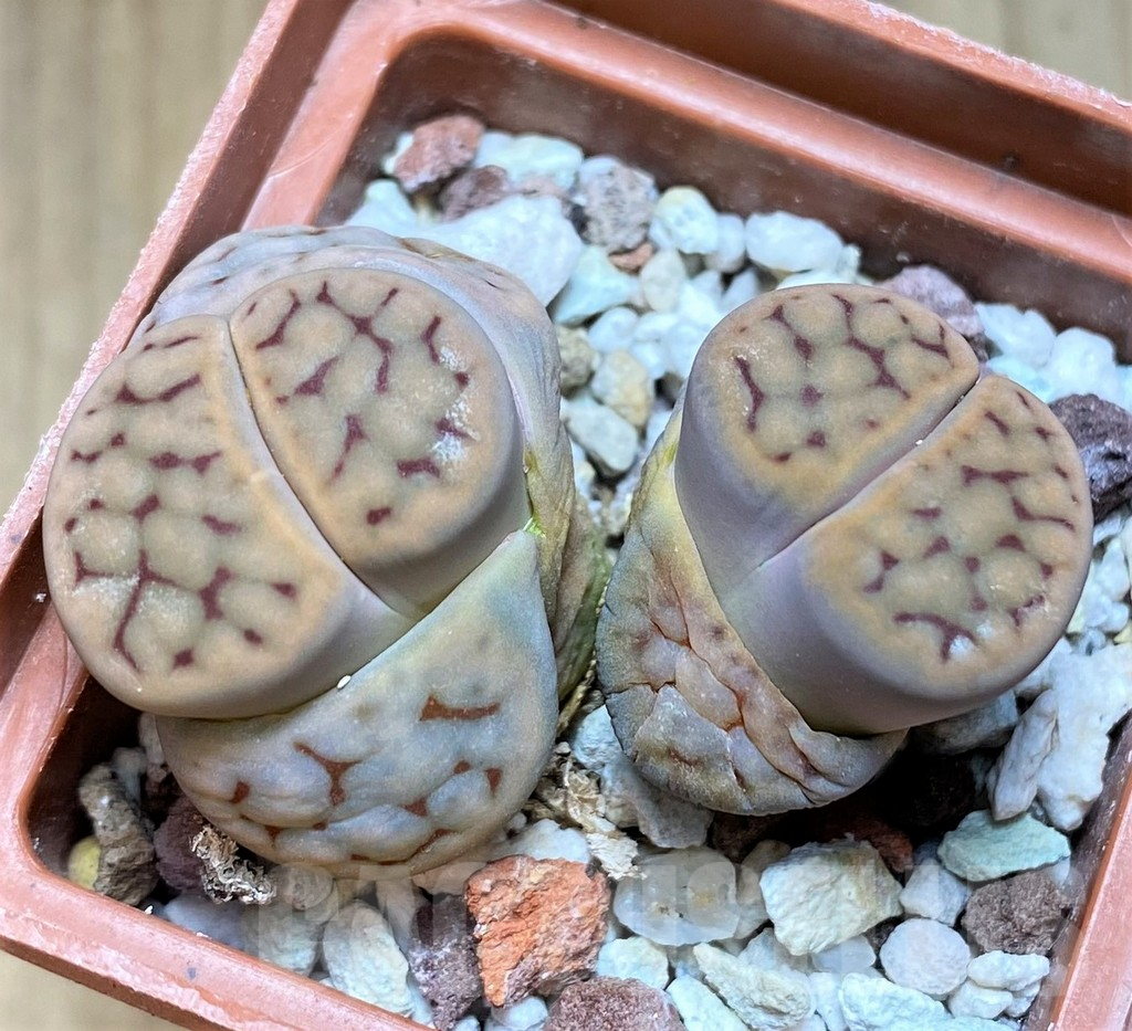 SH3198 Lithops schwantesii C80