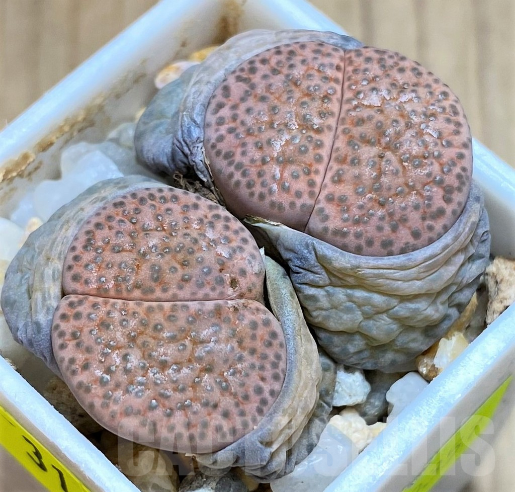 SH3180 Lithops fulviceps v. lactinea