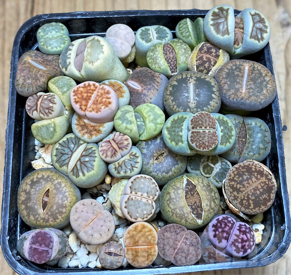 SH3727 Lithops mix