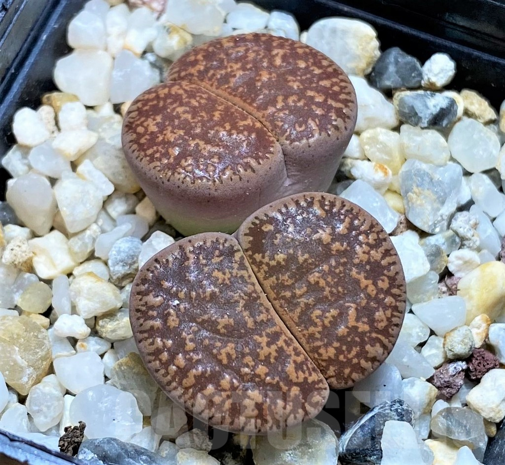SH3951 Lithops lesliei -Pietersburg-