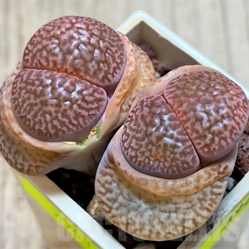 SH3962 Lithops hookeri v. marginata C88