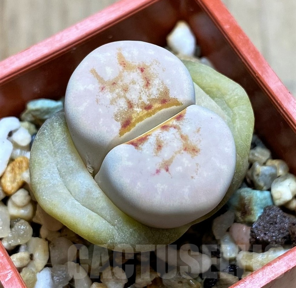 SH3974 Lithops julii ‘Hot Lips’
