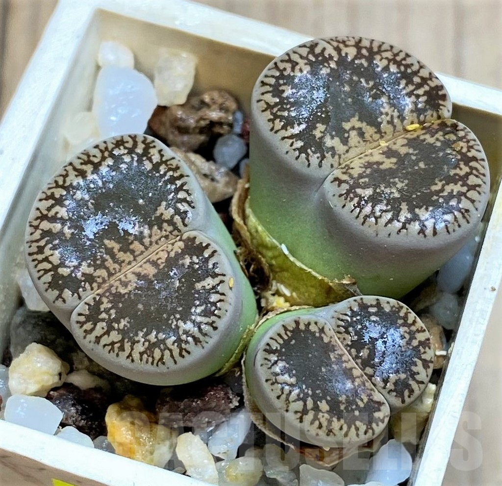 SH3975 Lithops lesliei v. venteri SH1653
