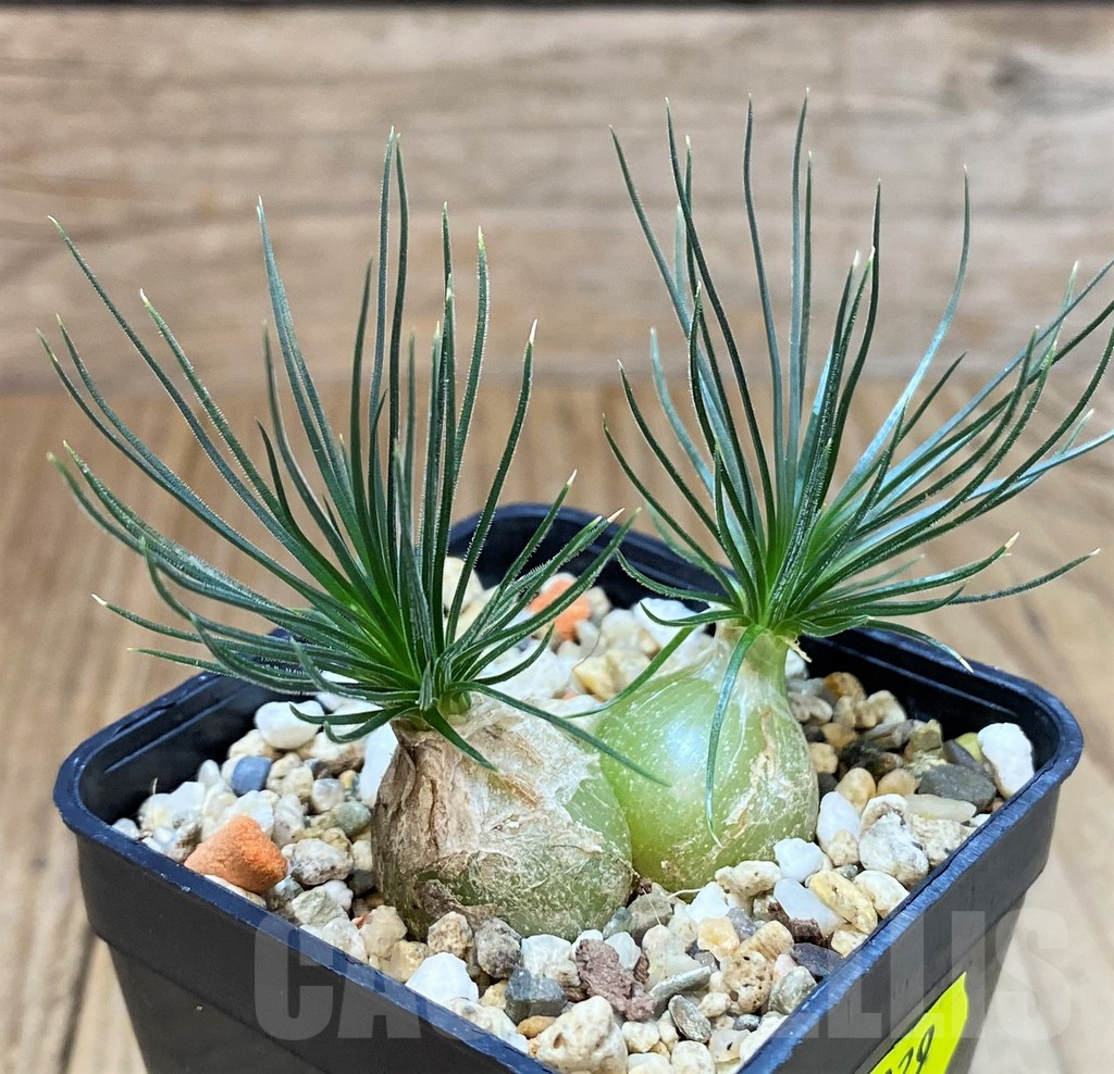 SH4029 Ornithogalum sardienii mini form