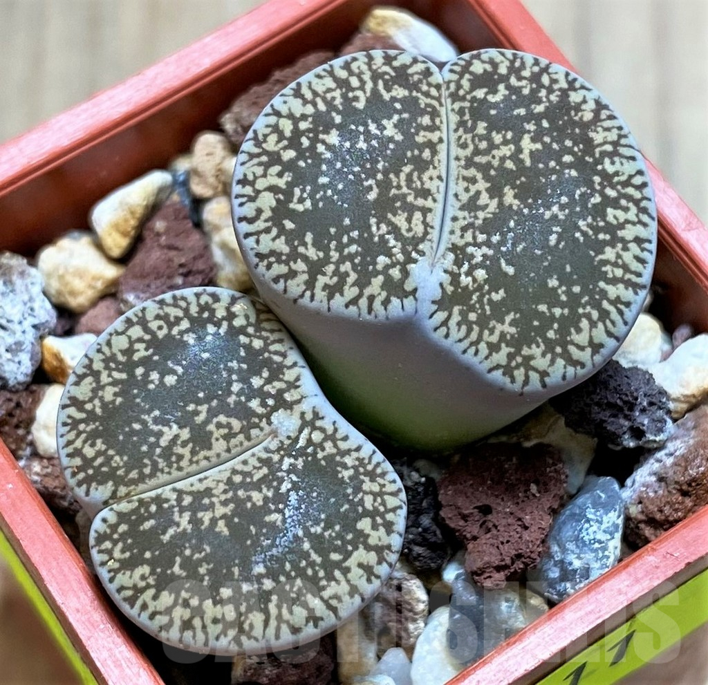 SH4411 Lithops lesliei v. maraisii