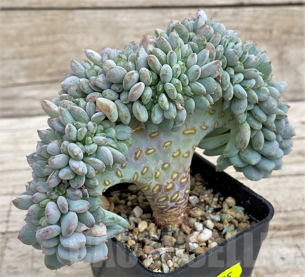 SH3335 Echeveria hybrid f. cristata – Bild 2