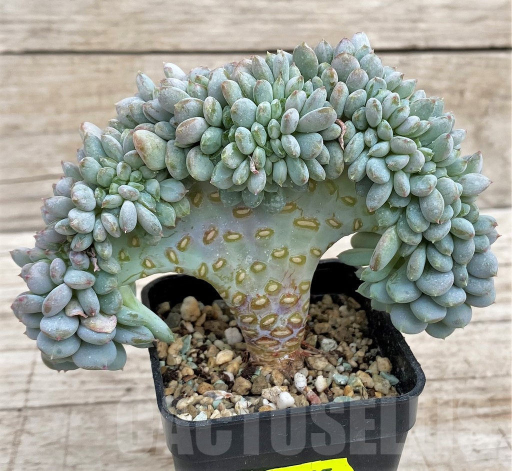 SH3335 Echeveria hybrid f. cristata – Bild 3